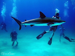Shark?  What Shark?/Photographed with a Canon G11 at the ... by Laurie Slawson 
